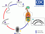 Hookworm_LifeCycle