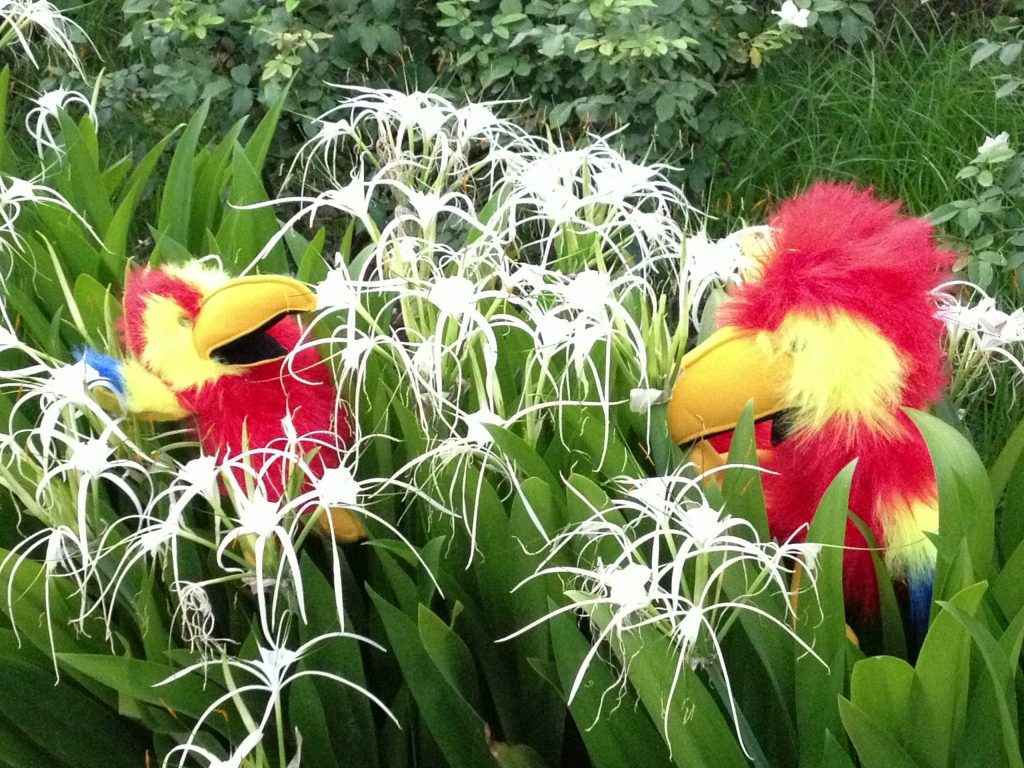 Zuzu and Zaza (our macaw puppet mascots) sit in a patch of white flowers.
