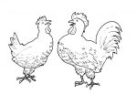chickens