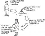 malaria-chain-of-events-c2c-p130