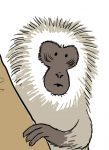 Vervet_monkey_character