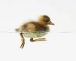 Swimming duckling