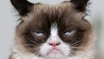 grumpy cat