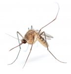 shutterstock_378147646